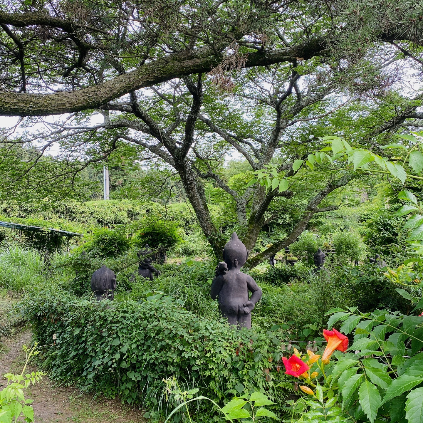 제주 노형동 러브랜드 정원카페 미스틱3도 피크닉 한라봉 흑돼지