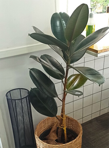 문 옆에 놓인 고무나무