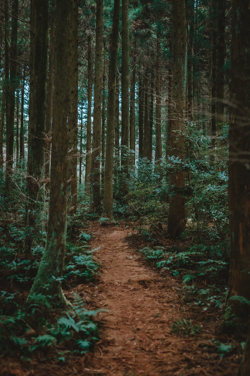 제주도의 사려니숲길은 울창한 삼나무와 편백나무가 가득한 힐링 숲길로, 조용히 산책하며 명상하기 좋은 곳입니다.