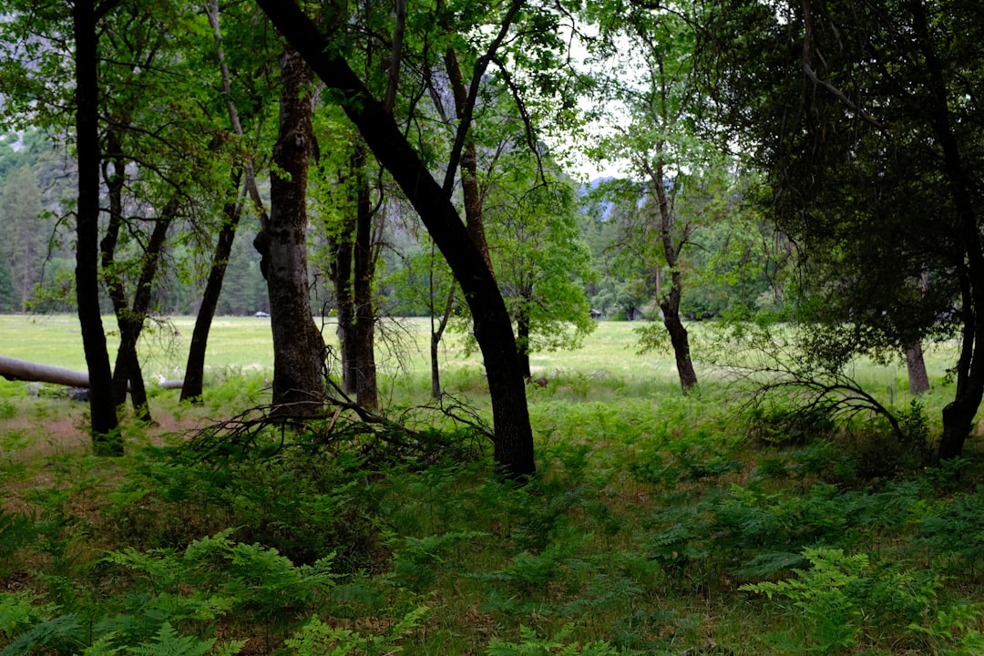 recreational forest