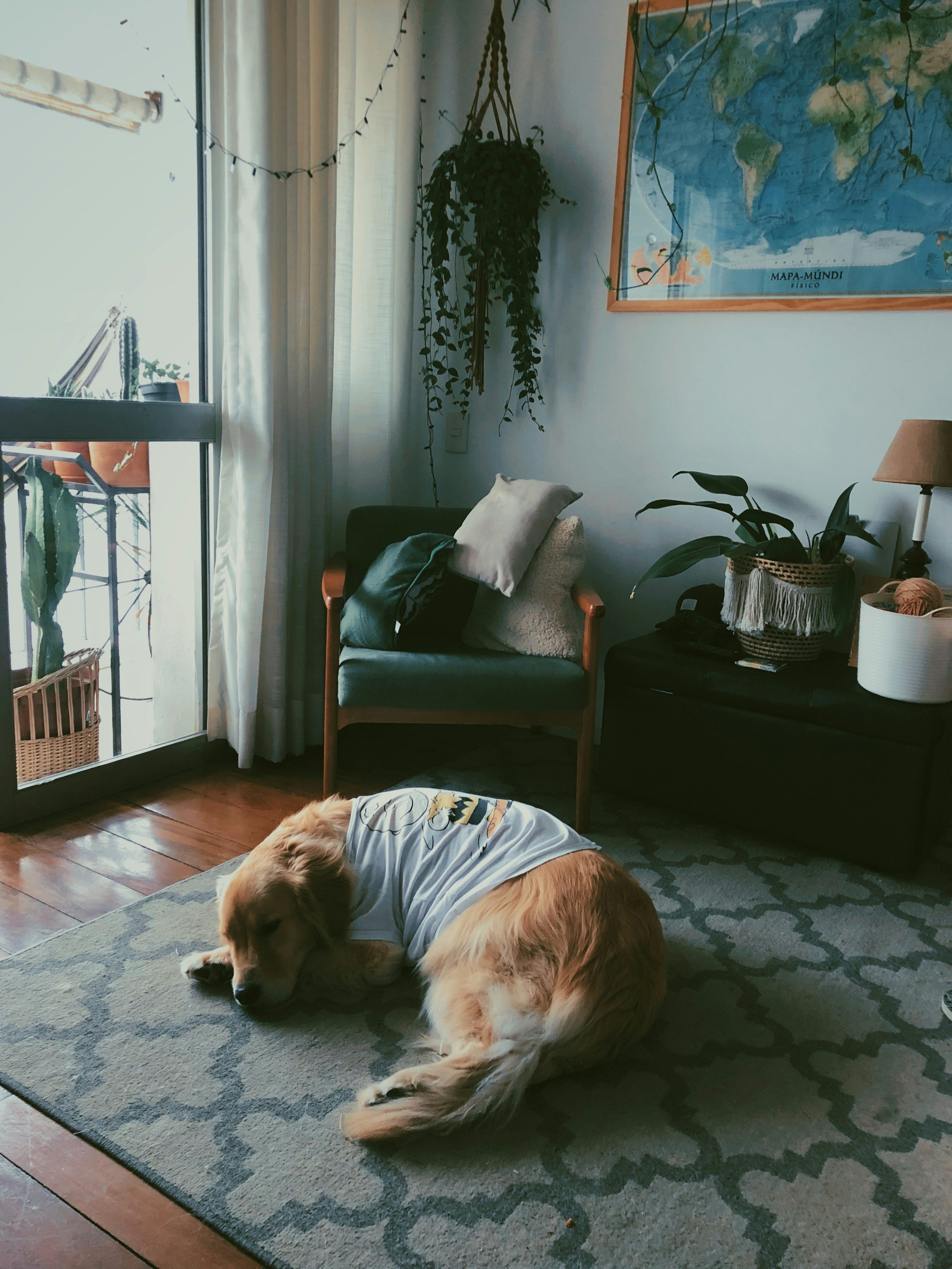 강아지가 공간의 변화를 인식하는 방식, &lsquo;환경 속에서 마음이 안정되는 이유&rsquo;