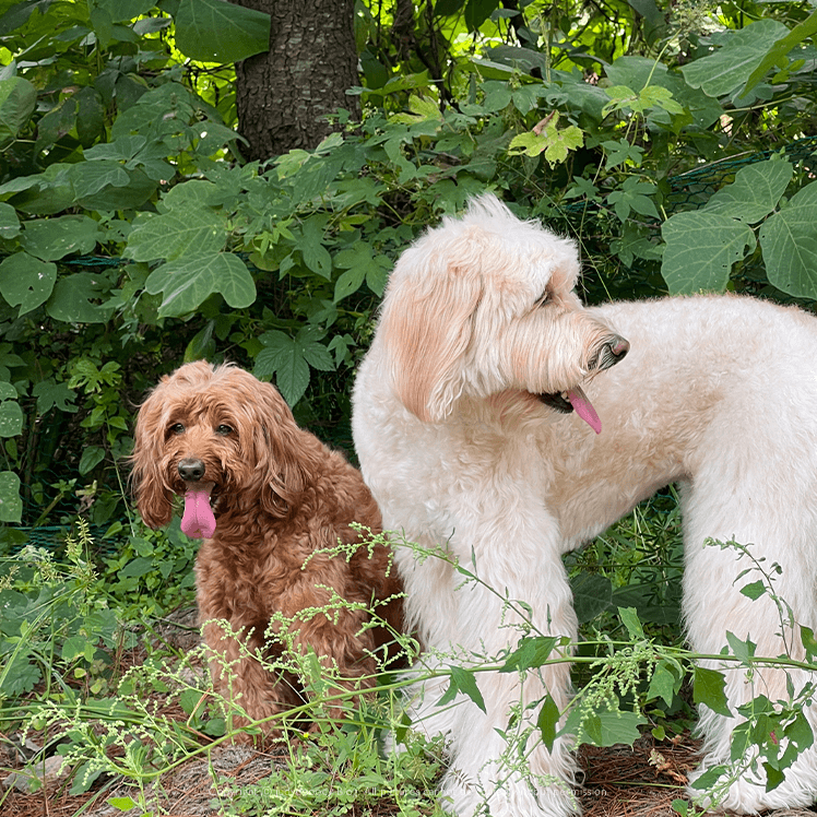 잘 놀고 쉬는 멍멍이들