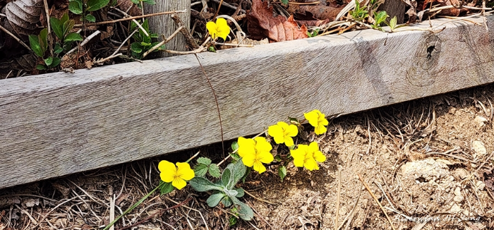 등산로의 예쁜 야생화