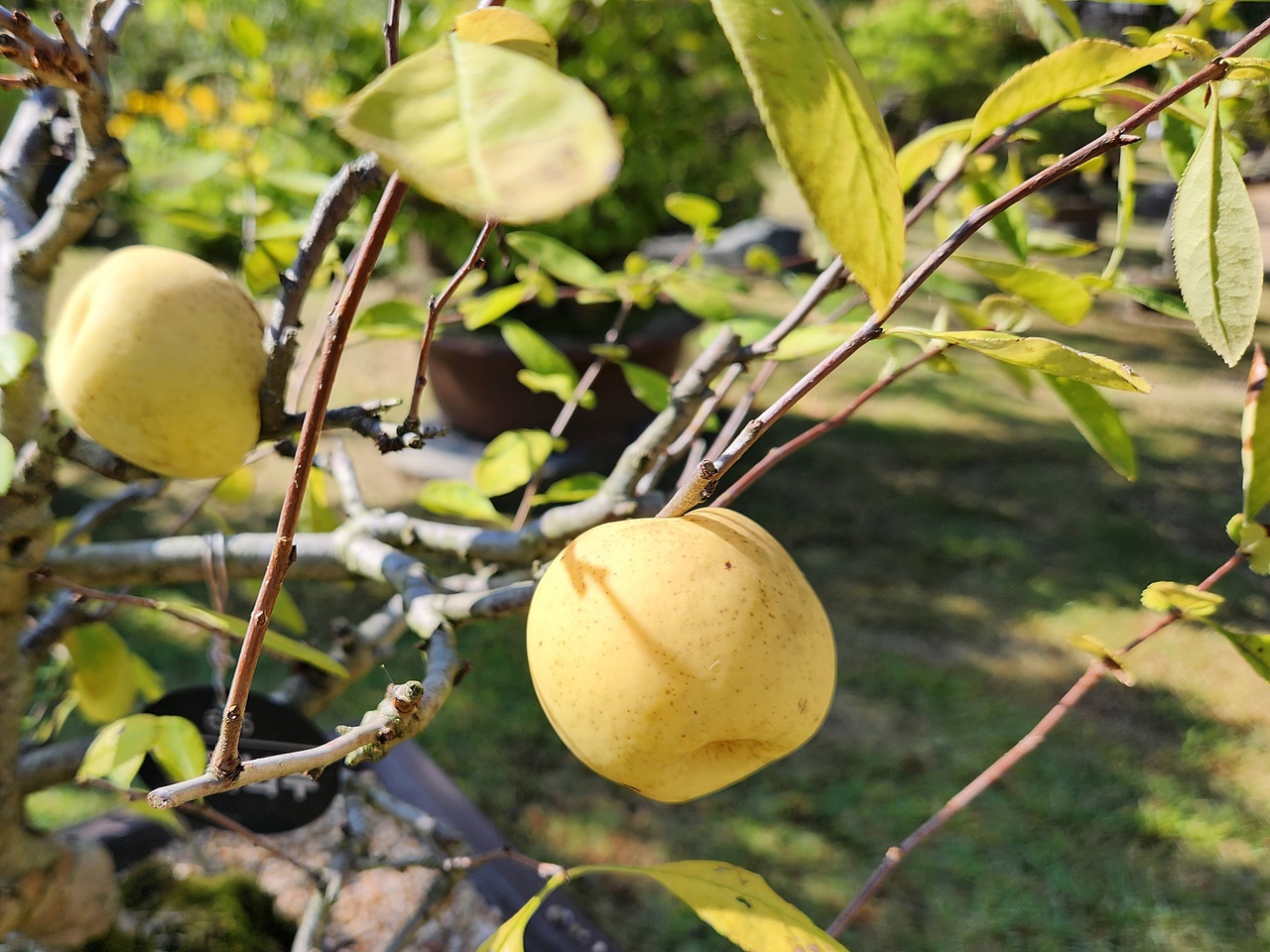 명자꽃(명자나무)