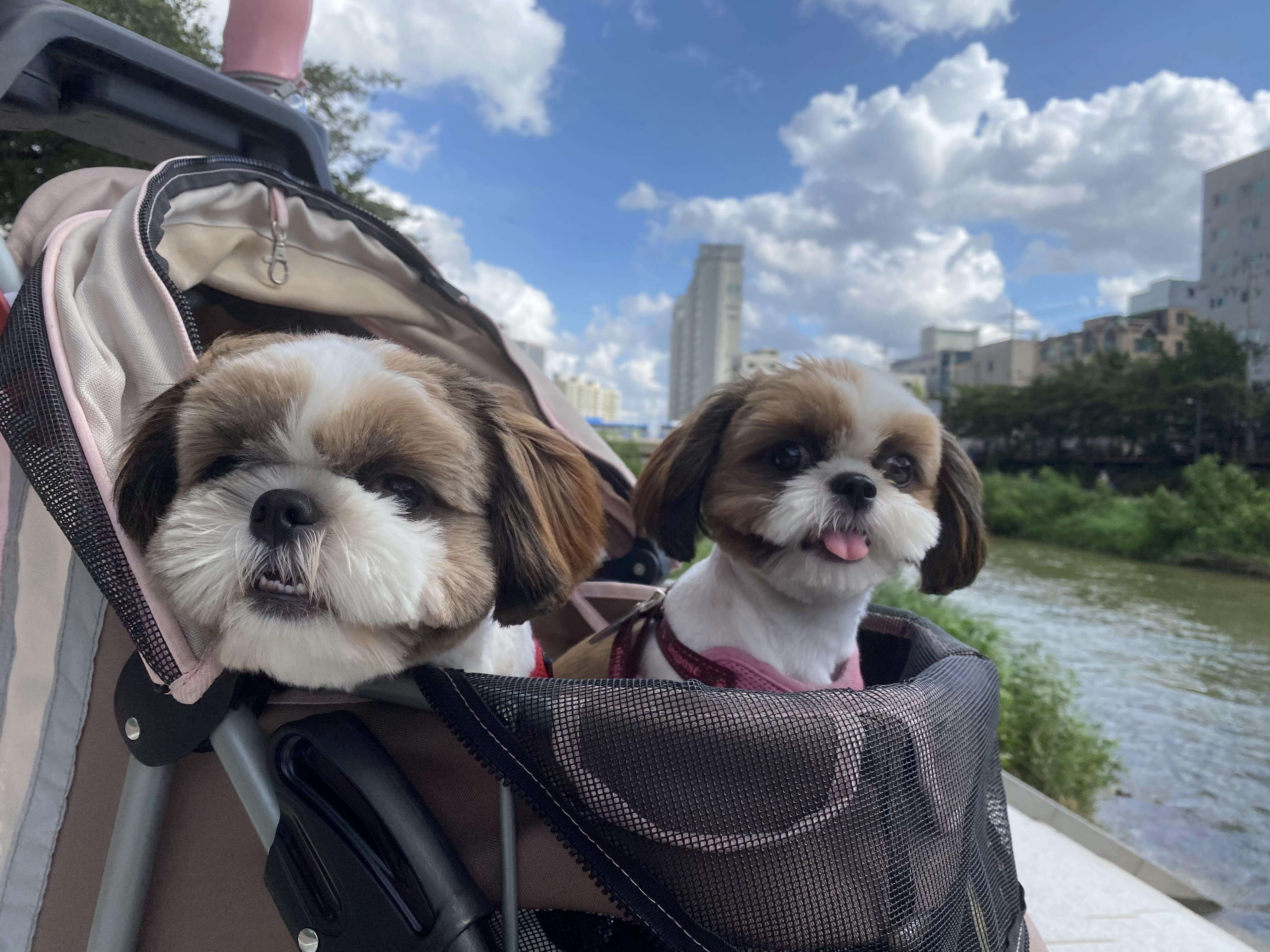 강아지 아토피 피부병