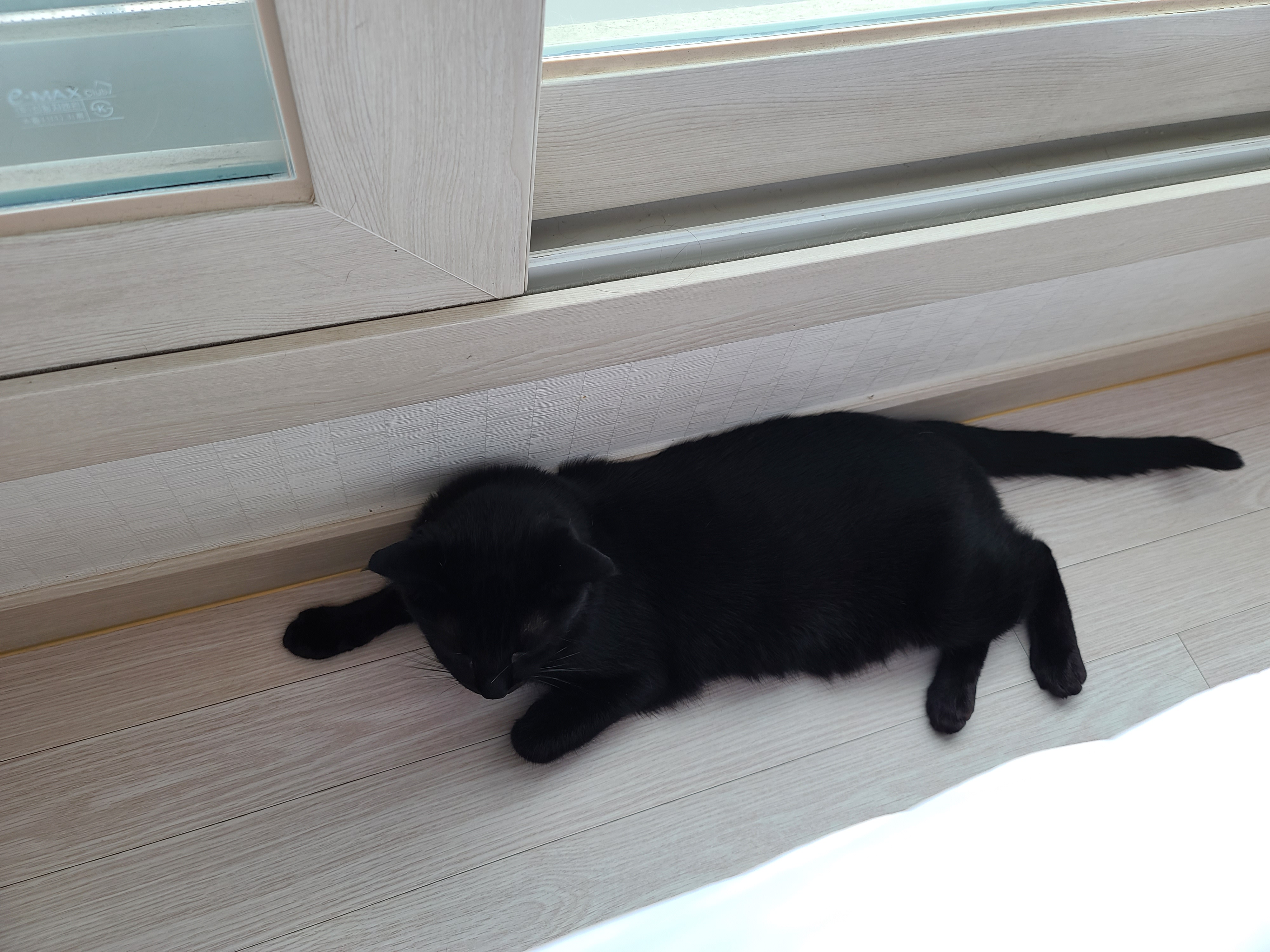 귀여운 질투쟁이, 올블랙 고양이 건이.