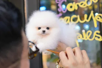 포메라니안 가격 성격 털빠짐 수명 미용_21