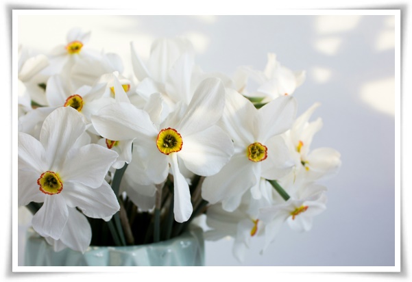 "수선화" 봄의 향기를 담은 마음을 따뜻하게 해 주는 봄의 전령사!