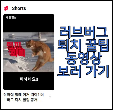 러브버그 퇴치 꿀팁에 관한 동영상 보러 가기 링크 사진