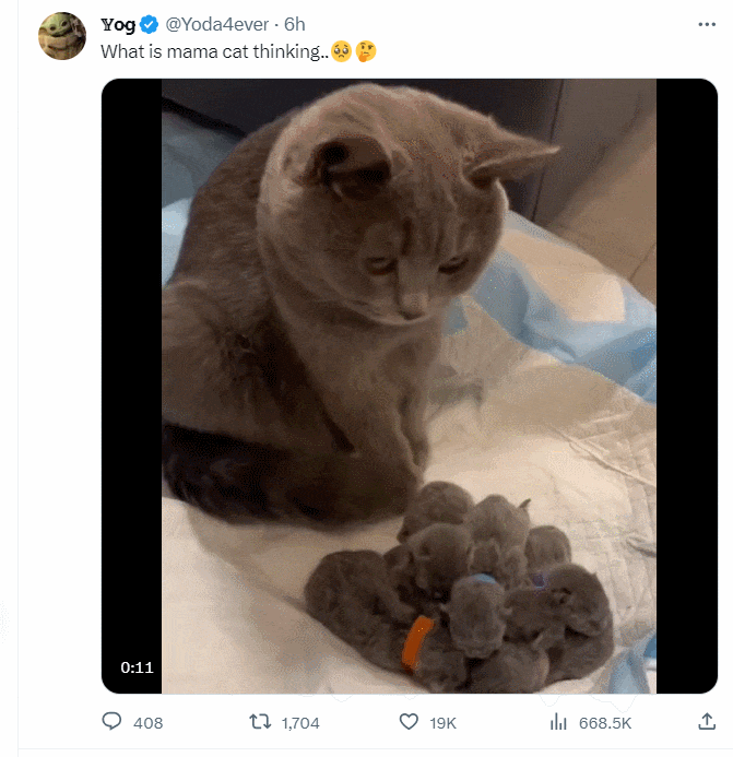 한숨 푹푹 쉬는 냥이...왜 ㅣ 누구든 사랑하는 마음 VIDEO: What is mama cat thinking..ㅣ In a world where you can be..