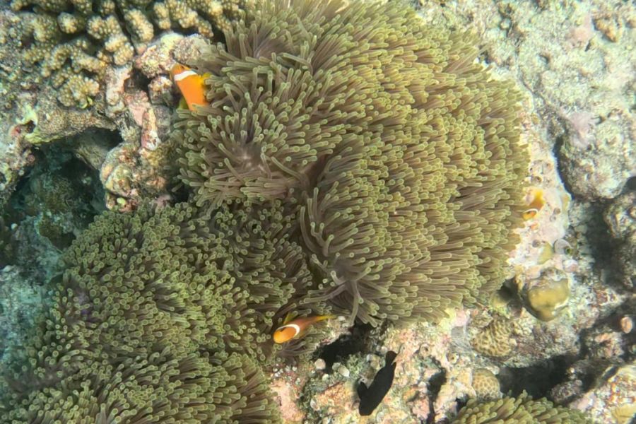 말미잘 사이에 숨어 있는 니모(클라운피쉬)