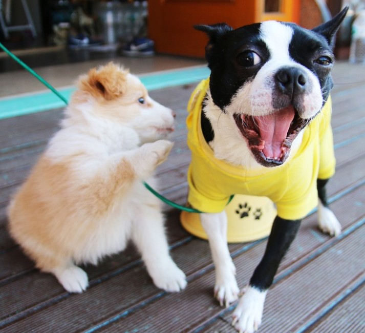 경기도 반려동물 출입허용 공원 현황(무료, 유료)