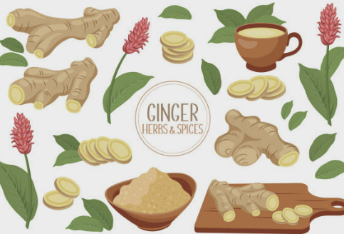 생강차 효능 부작용 끓이는 방법 먹는법 등 총정리