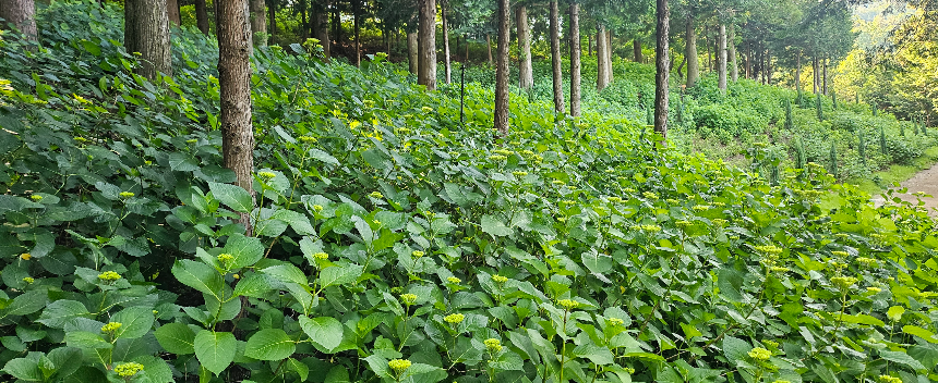 특색있고 아름다운 민간 정원 30선 추천 여행 - 21. 보성 성림정원