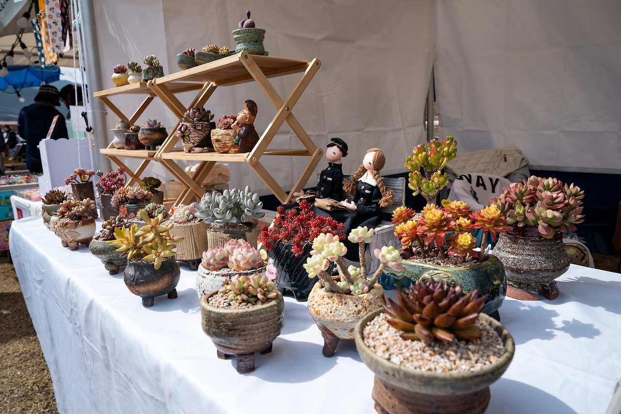 옥천묘목축제 다육이