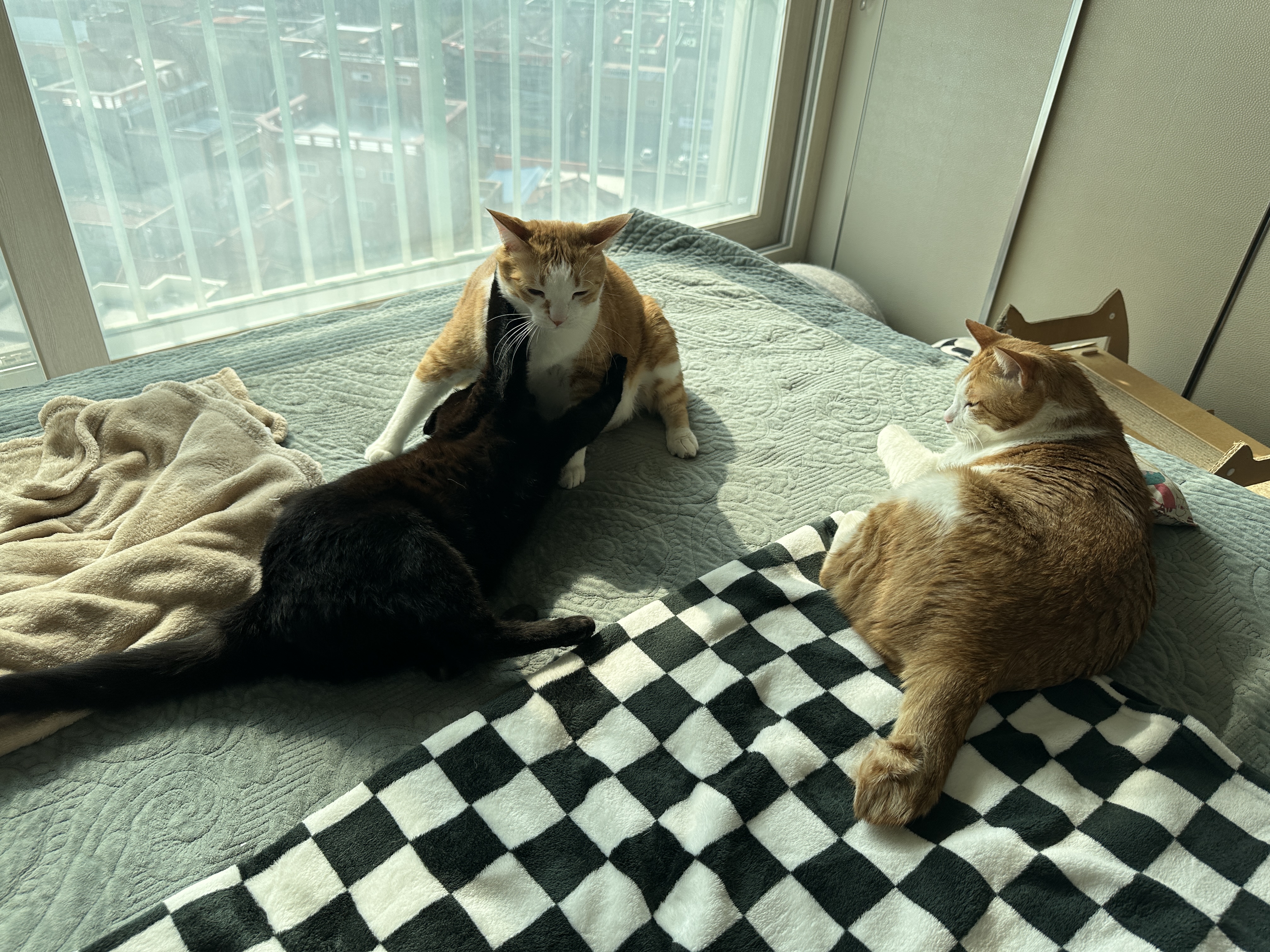 철든 형아와 철없는 동생