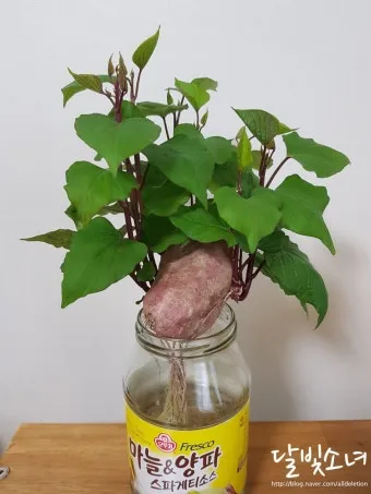 고구마 재배 파종시기 두둑 만들기 물주기 요령_8