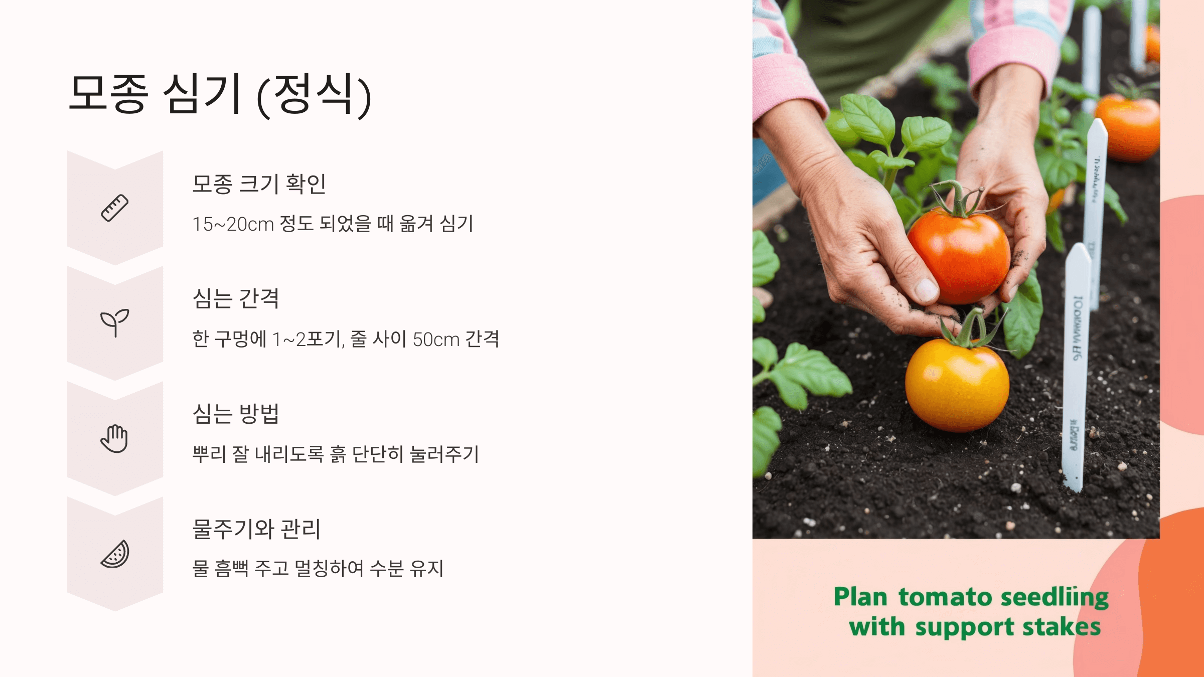 토마토 사진입니다.