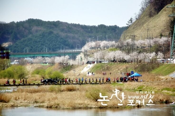 갑천변 벚꽃길