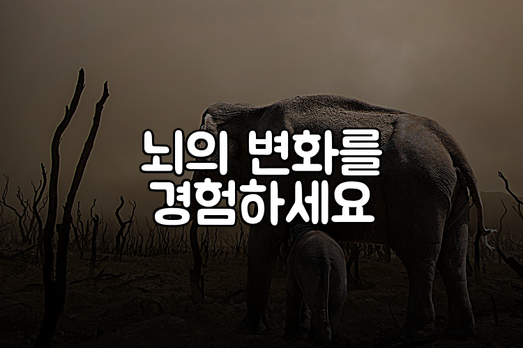 뇌의 변화를 경험하세요