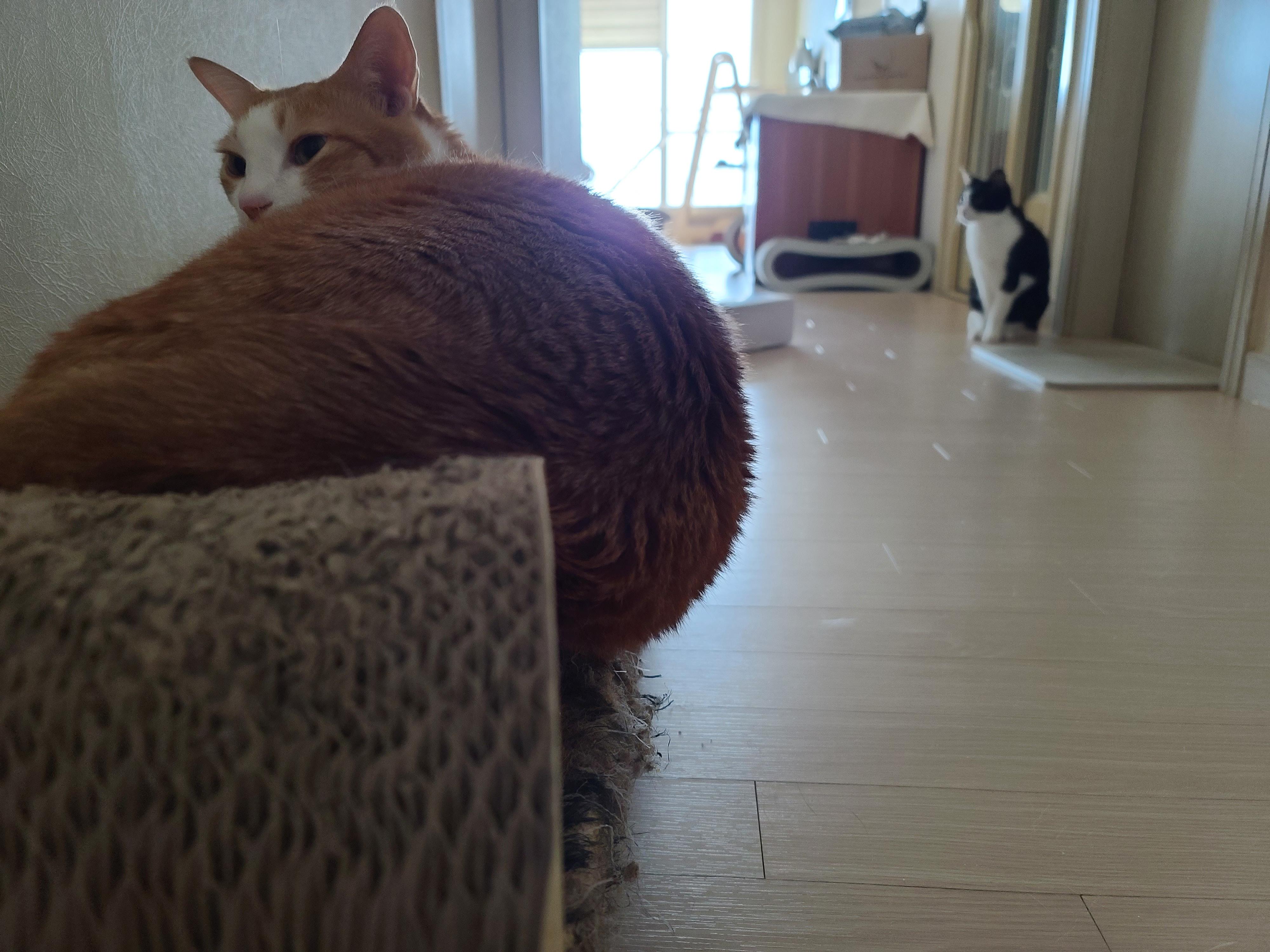 흘러내릴듯 흘러내리지 않는...보는 사람만 불안한 고양이 수면자세.