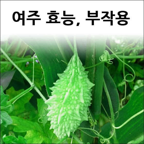 여주가 덩굴에 달려있는 모습