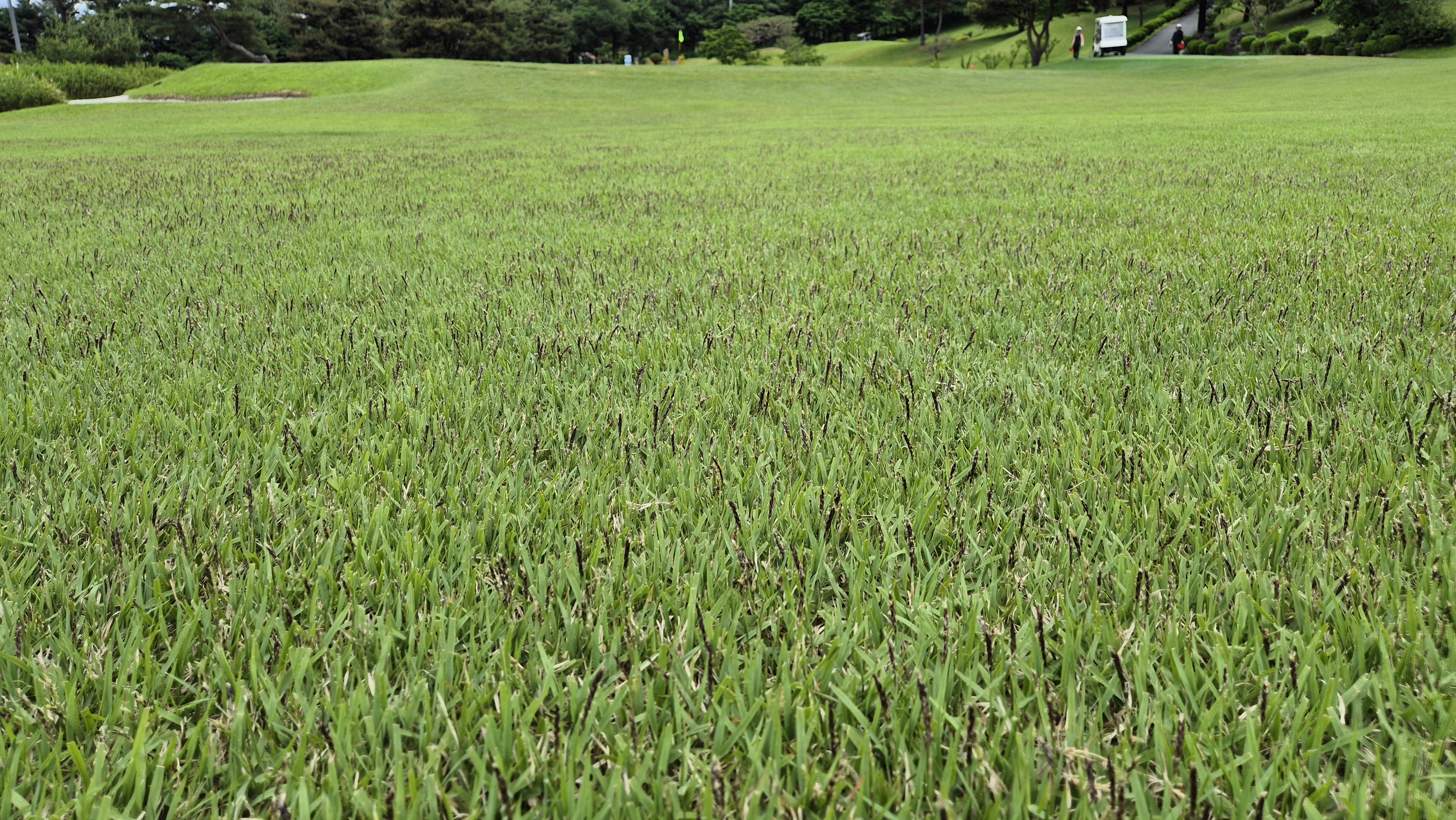 파크밸리gc 라운드 후기