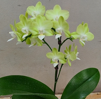 겨울 꽃 팔레놉시스