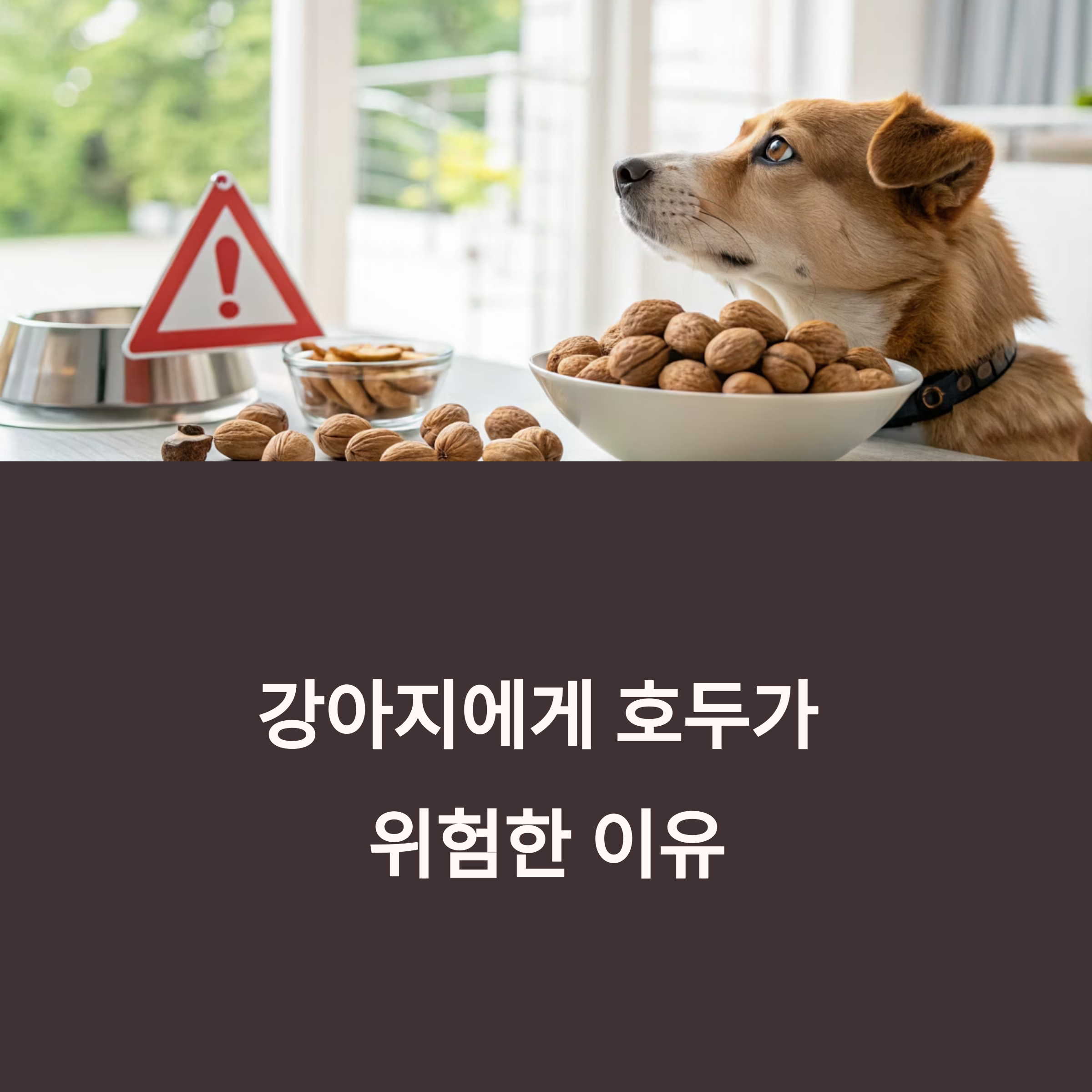 강아지에게 호두가 위험한 이유