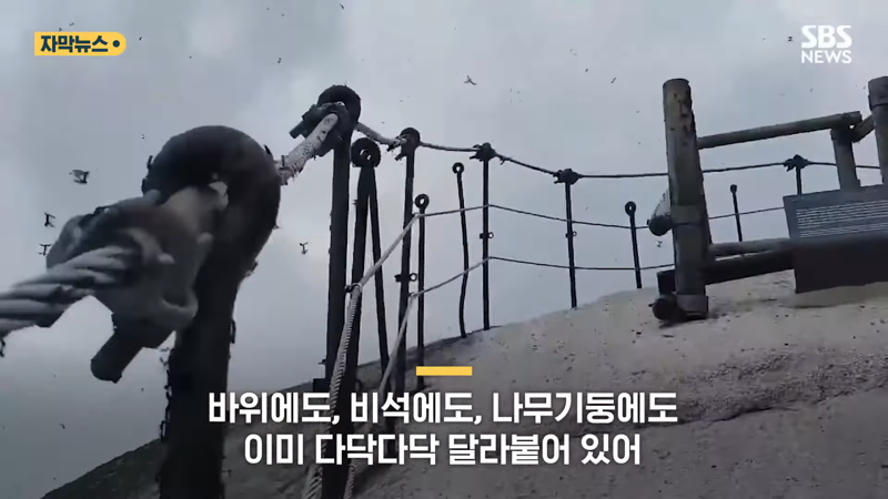 러브버그 퇴치방법