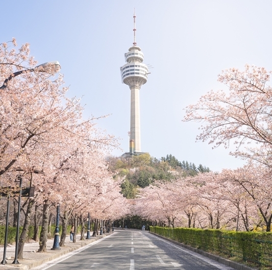 2024년 봄, 꽃 향기 가득한 설렘! 가족과 연인과 함께 떠나는 꽃놀이(ft.전국 꽃 행사 총 정리)