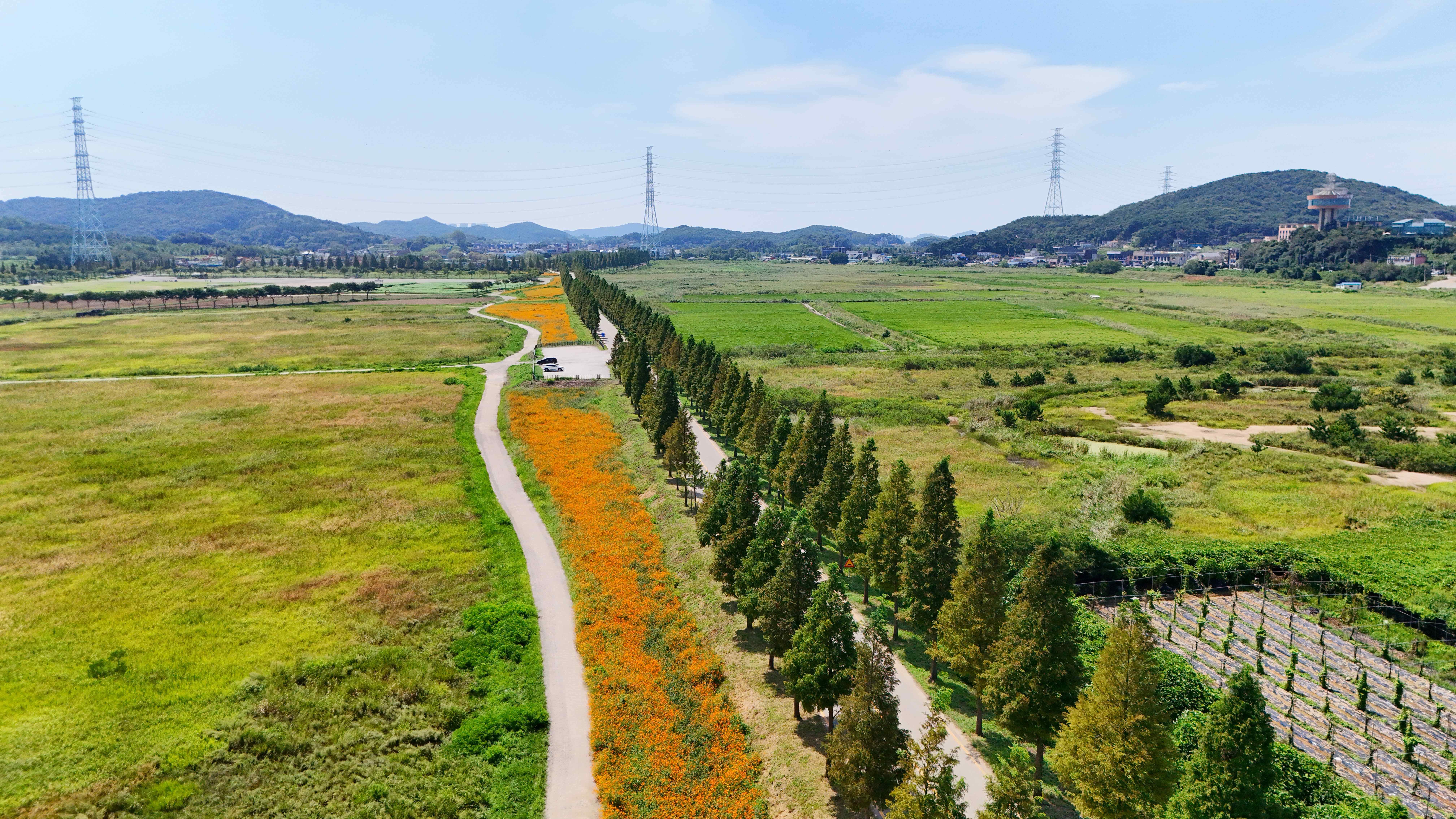 대부도 바다향기테마파크 코스모스