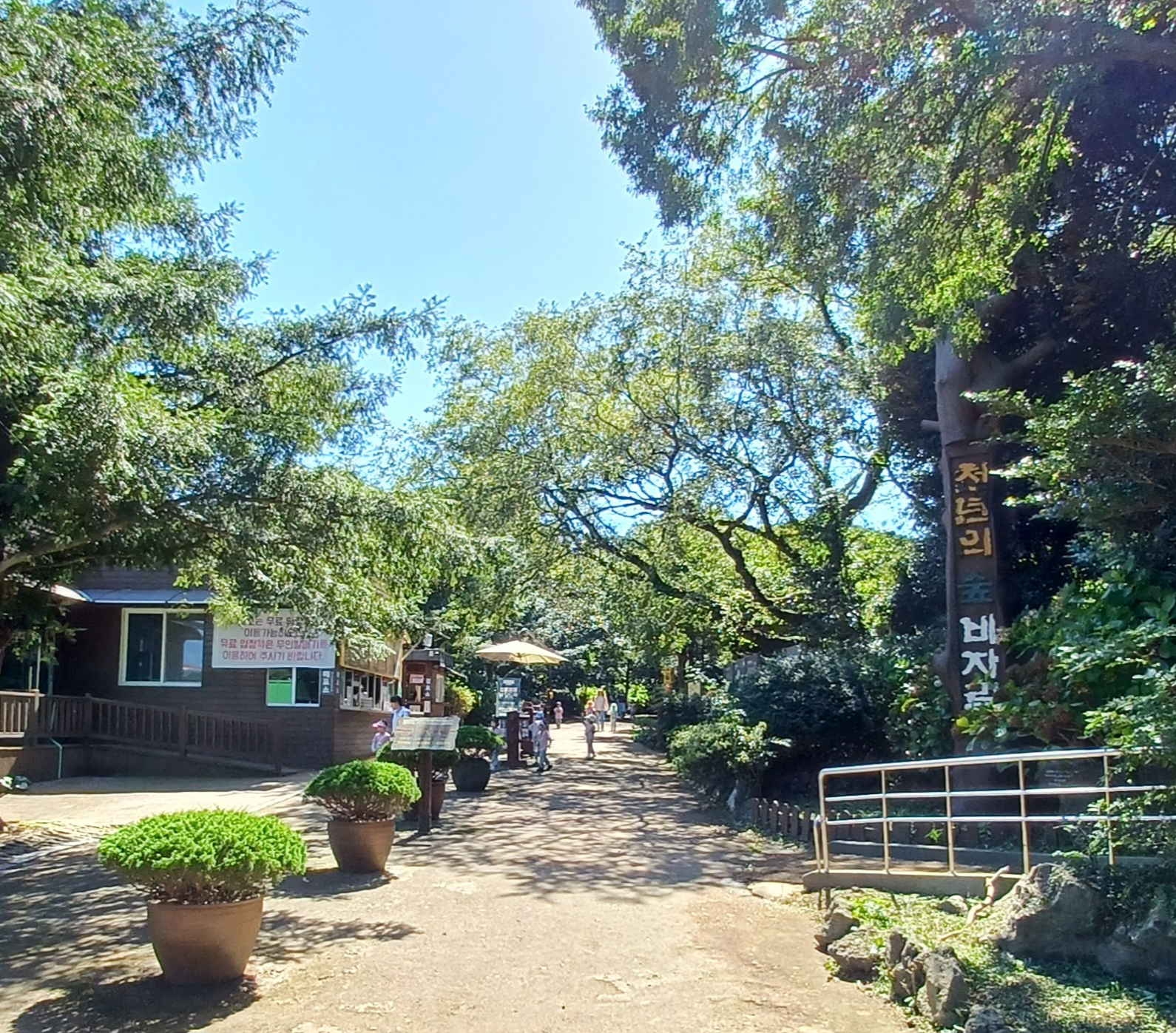 제주-비자림-5