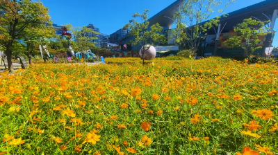 고양 가을꽃축제