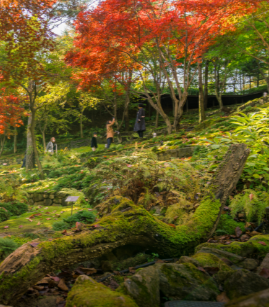 화담숲 예약 모노레일 예약 관람방법