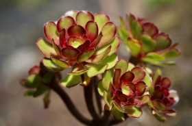 2024년 전국 수목원 정원 스탬프 투어 아름다운 동행