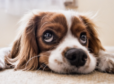 펫보험 펫실비보험 반려견 반려묘