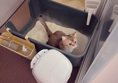 고양이 설사 (정상 변과 이상 변 구별법) 원인과 관리방법 총정리