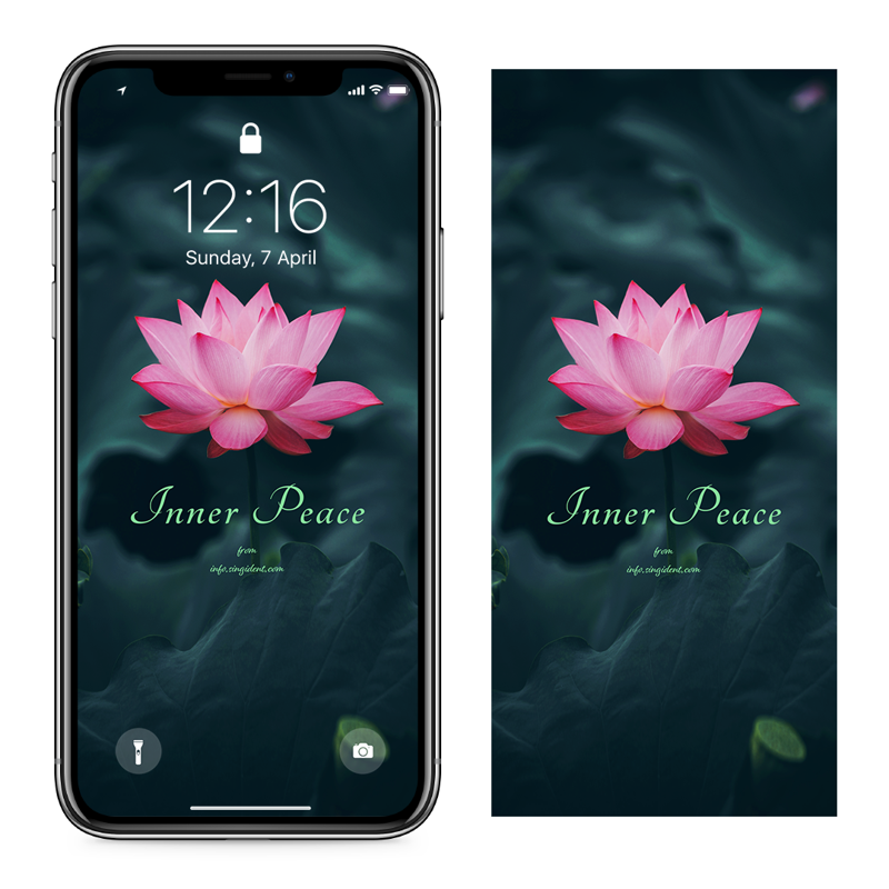 07 활짝 핀 연꽃 C - Inner Peace 연꽃배경화면
