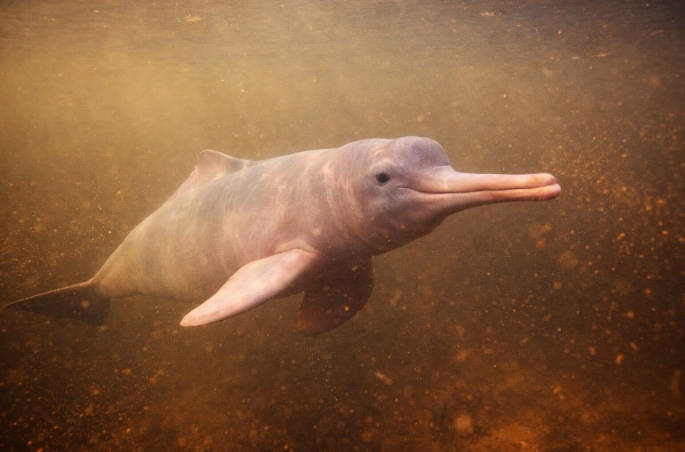 아마존강 돌고래