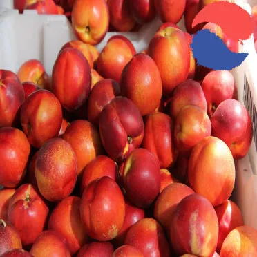 천도복숭아 효능 부작용 칼로리 섭취방법 완전 정리_20