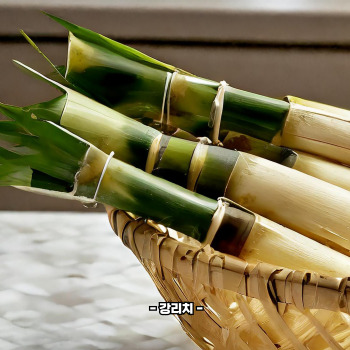 죽순 채취 시기