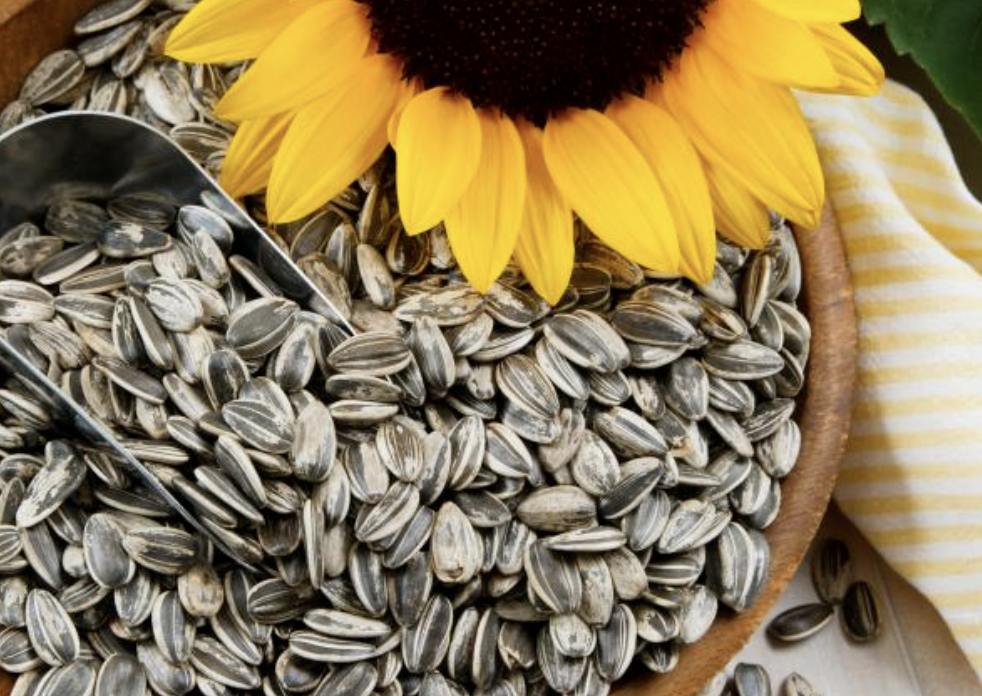 해바라기씨 부작용