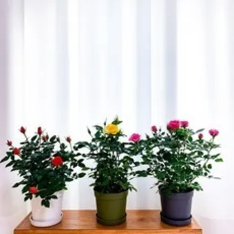 창가 식물 관리 직사광 차광요령 물주기 시간대 잎타는 현상 예방_9