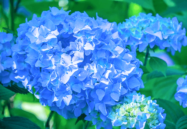 하늘색 꽃이 가득 모인 풍성한 수국이 있다. 매우 아름답다.
