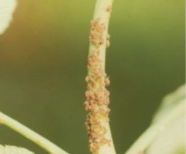 붉나무소리진딧물