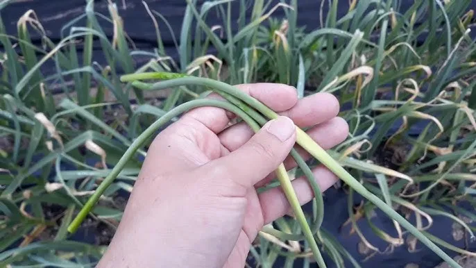 쪽마늘 재배 파종 깊이 흑비닐 피복 월동 준비_5