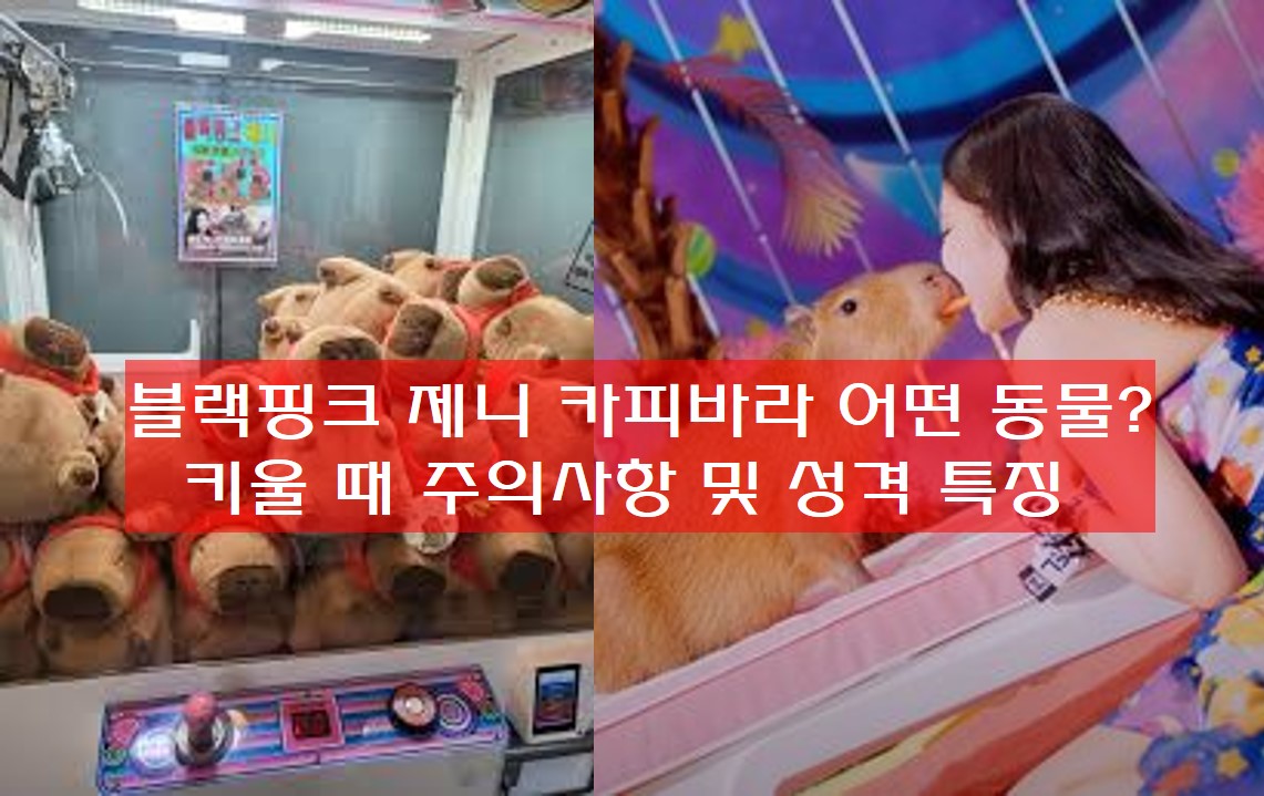 블랙핑크 제니 카피바라 사진