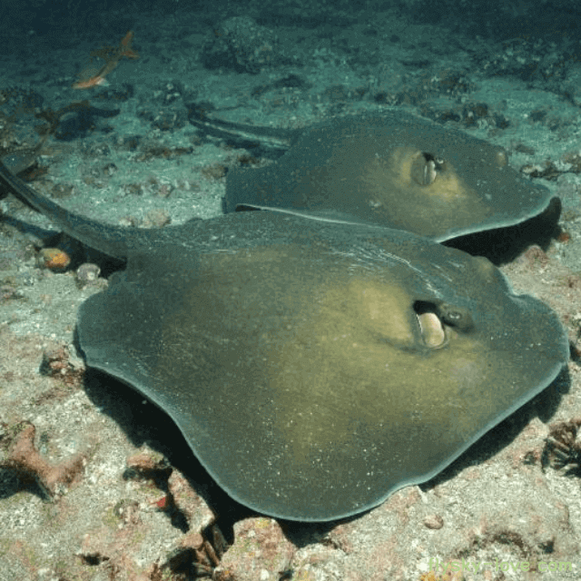 삭힌 홍어 특징 효능