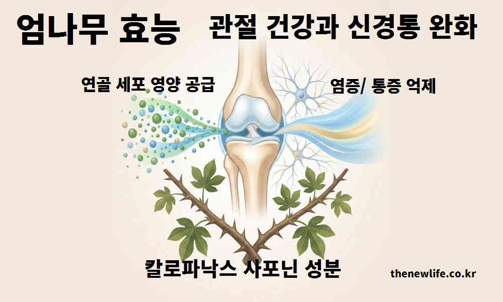 엄나무 효능 관절 건강 신경통 완화